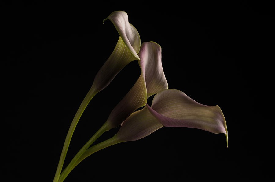 Calla Lilies Photograph by Catherine Lau