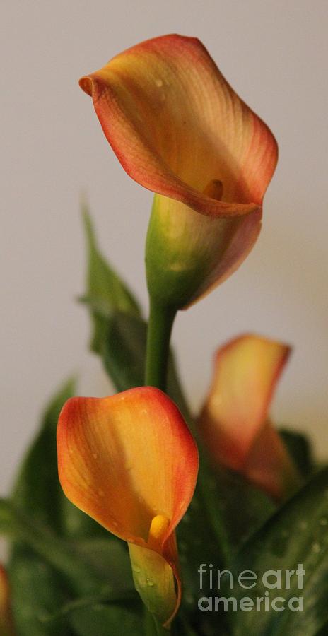 Flower Photograph - Calla Lilies by Cathy Lindsey