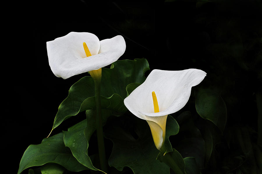 Flower Photograph - Calla Lilies by David Lunde