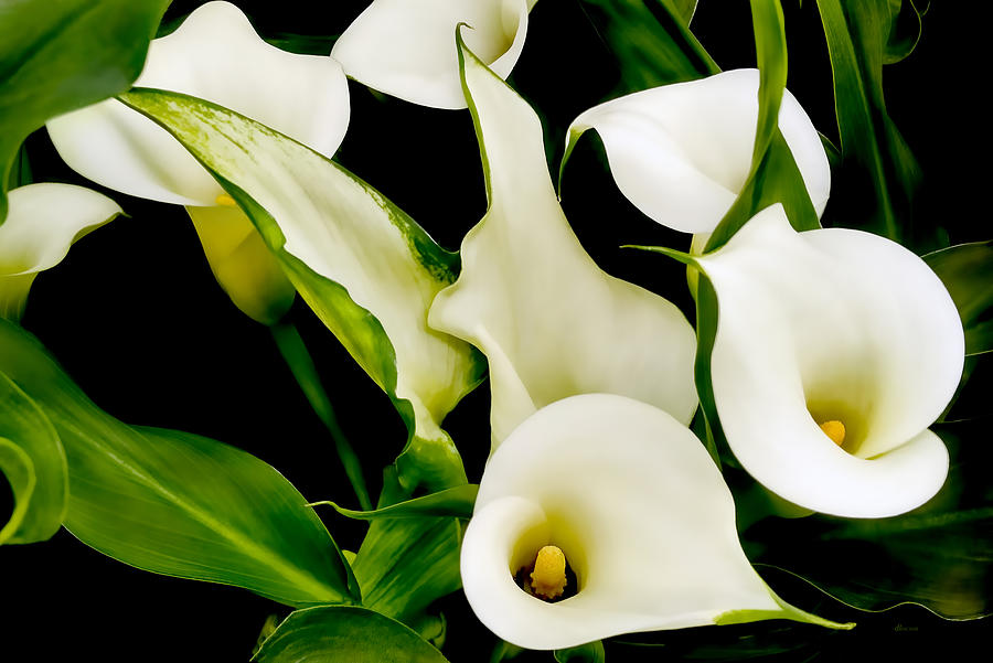 Calla Lilies Photograph by Donna Proctor