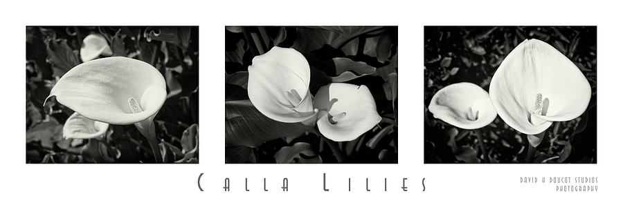 Calla Lilies Horizontal with Title and Nameplate Photograph by David Doucot