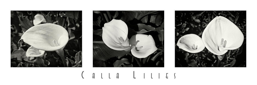 Calla Lilies Horizontal with Title Photograph by David Doucot