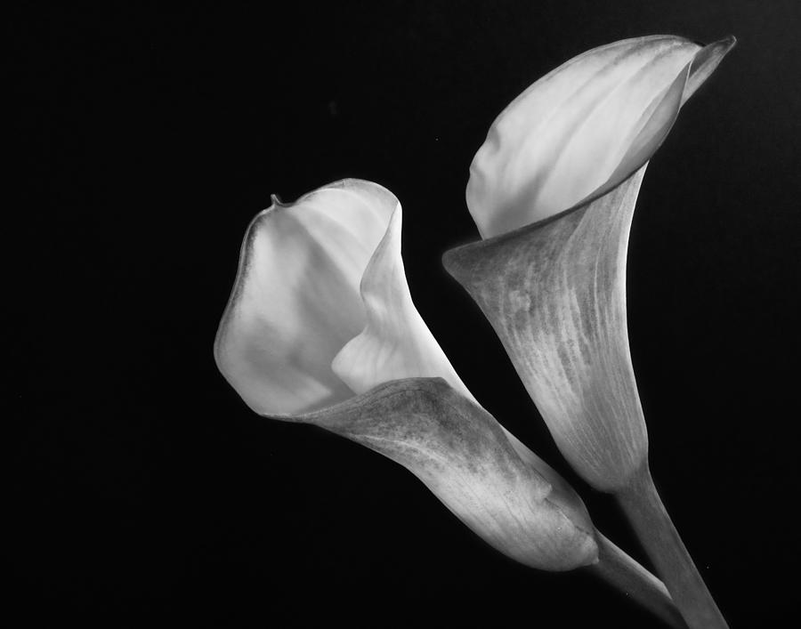 Calla Lilies in Monochrome Photograph by David and Carol Kelly
