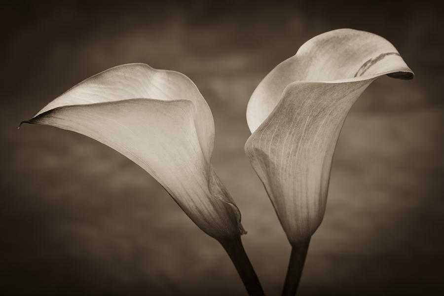 Abstract Photograph - Calla Lilies in Sepia by Sebastian Musial