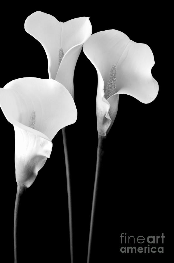 Lily Photograph - Calla Lilies in Triplicate in Black and White by Mary Deal