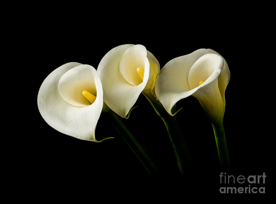 Lily Photograph - Calla Lilies by Larry Carr