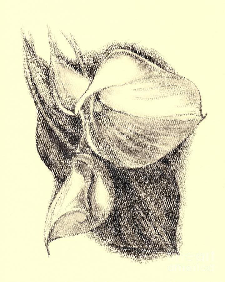 Calla Lilies Drawing by MM Anderson