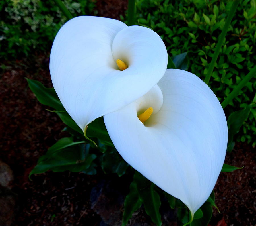 Calla Lilies Photograph by Nick Kloepping