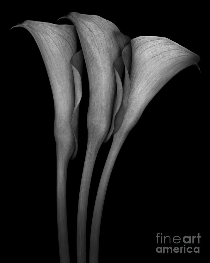 Black And White Photograph - Calla Lilies by Oscar Gutierrez