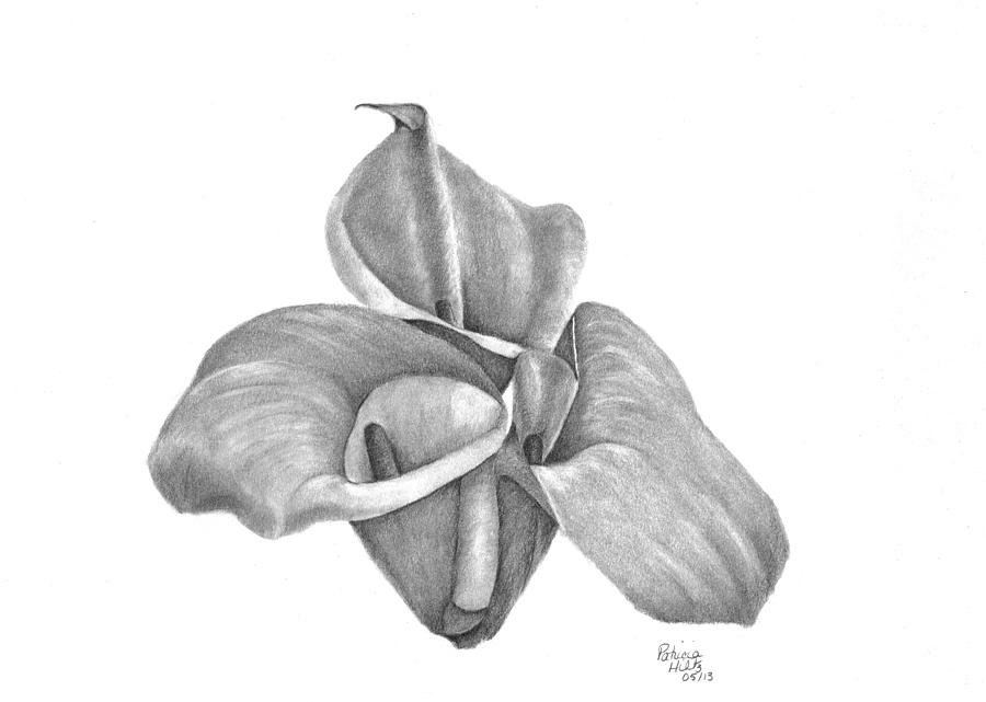 Calla Lilies Drawing by Patricia Hiltz