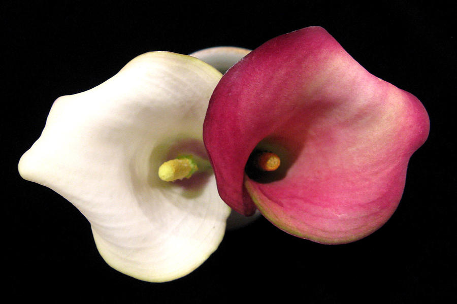 Calla Lilies Photograph by Patricia Januszkiewicz