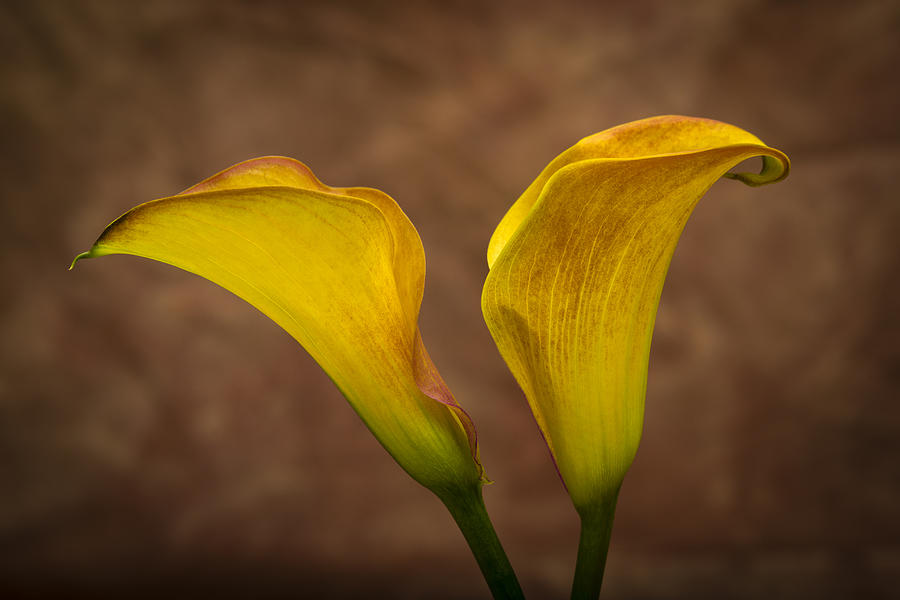 Calla Lilies Photograph by Sebastian Musial