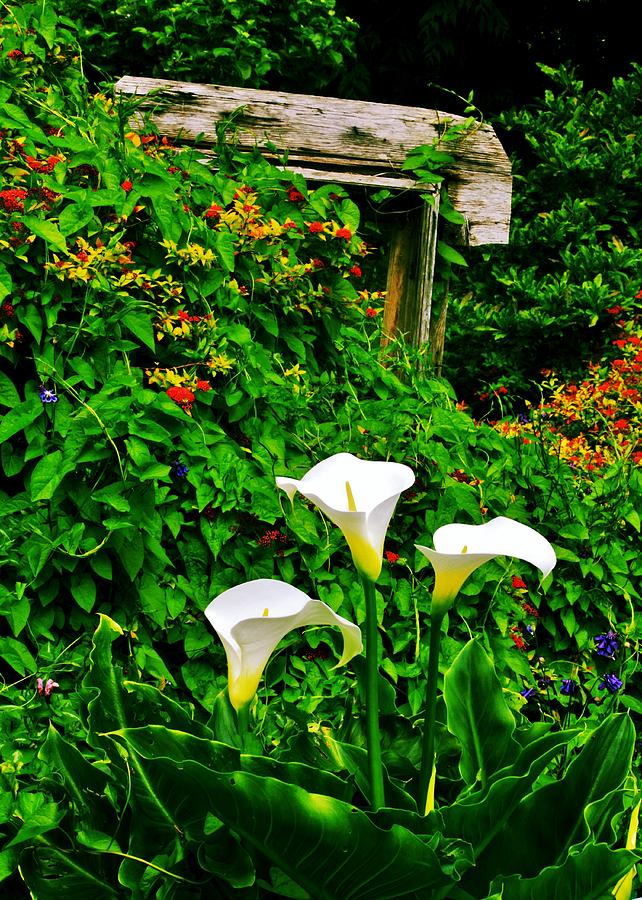 Calla Lilies Vertical Photograph by Benjamin Yeager