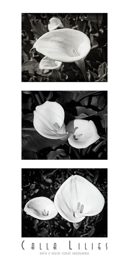 Calla Lilies Vertical with Title and Nameplate Photograph by David Doucot