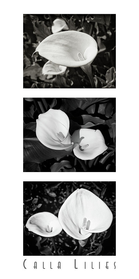Calla Lilies Vertical with Title Photograph by David Doucot