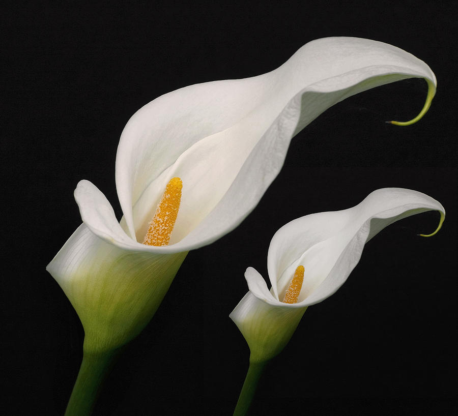 Calla Lilies Photograph by Wes and Dotty Weber