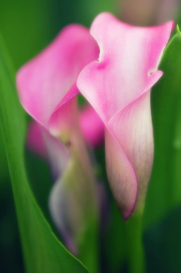 Summer Photograph - Calla Lilies (zantedeschia Hybrid) by Maria Mosolova/science Photo Library