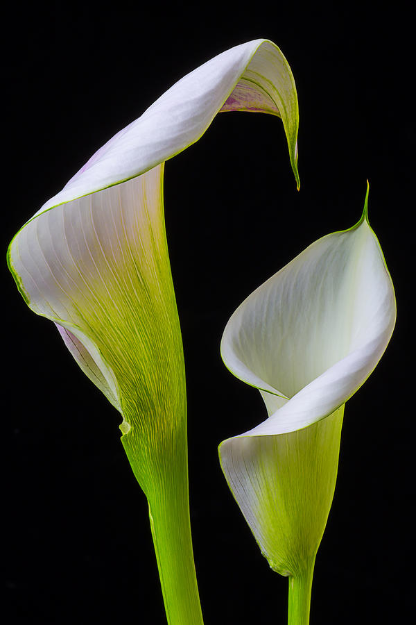 Flower Photograph - Calla liliy shapes by Garry Gay