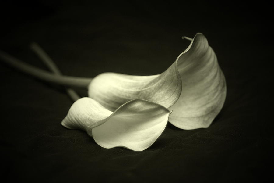 Calla Lily Photograph - Calla Lillies by Linda Fowler
