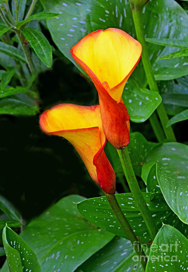 Flower Photograph - Calla Lillies by Rodney Campbell