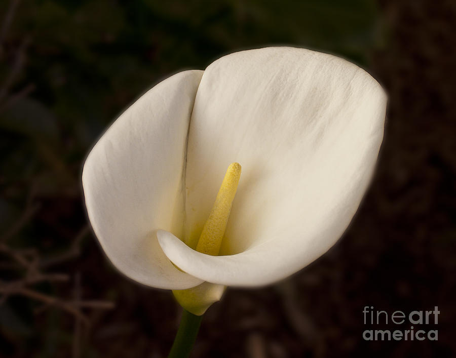 Calla Lilly 1 Photograph by David Doucot