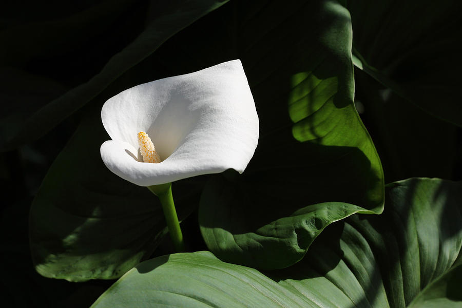 Calla Lilly  Photograph by Alan Vance Ley