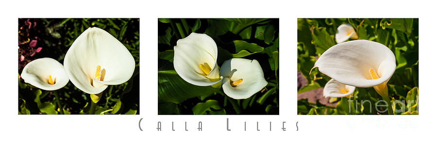 Calla Lilly Color Triptych with Title only Photograph by David Doucot