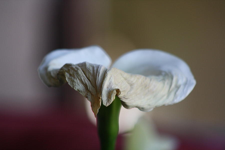 Calla Lilly Photograph by Jacob Knaup