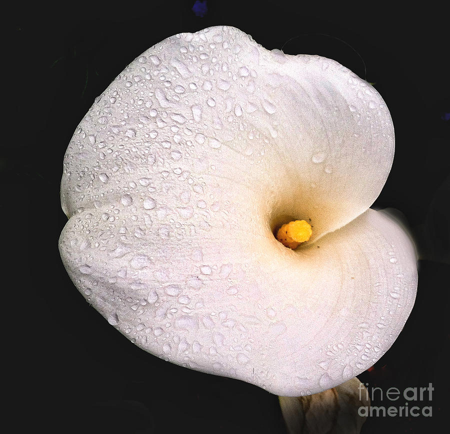 Calla Lilly Photograph by Ron Roberts