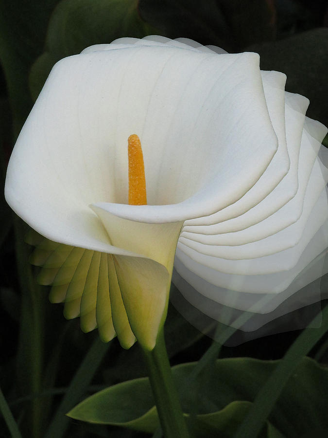 Calla Lilly Sprial Photograph by Alison Stein