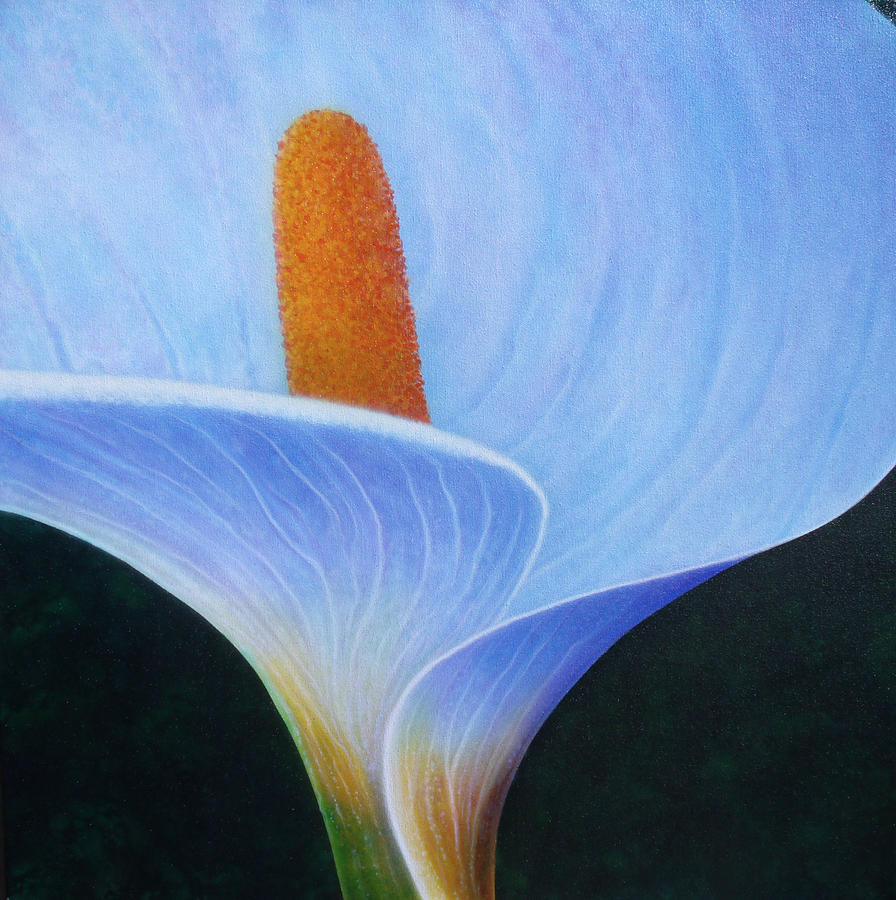 Lilly Painting - Calla Lilly by Tim Towler