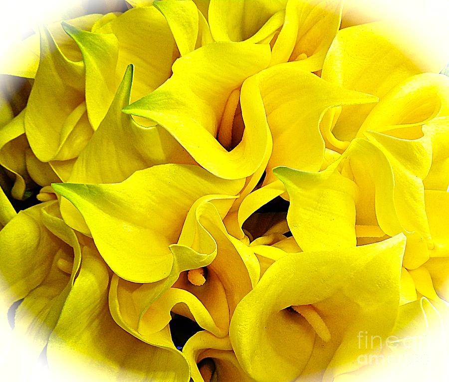 Calla Lilly Yellow 1 Photograph by Saundra Myles