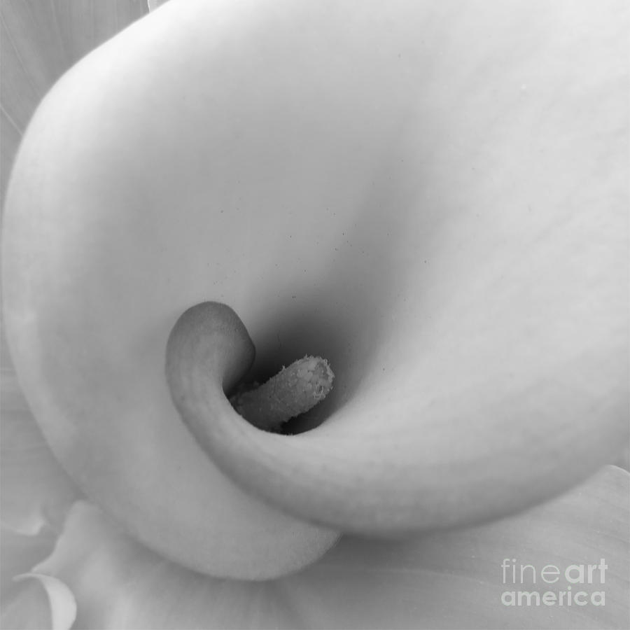 Calla Lily - Black and White Photograph by Scott Cameron