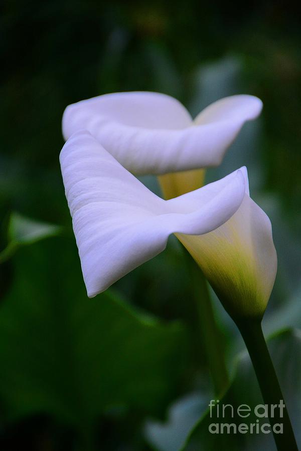 Calla Lily 2 Photograph by Cindy Manero