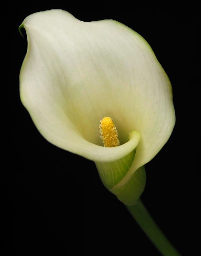 Calla Lily 2 Photograph by David and Carol Kelly