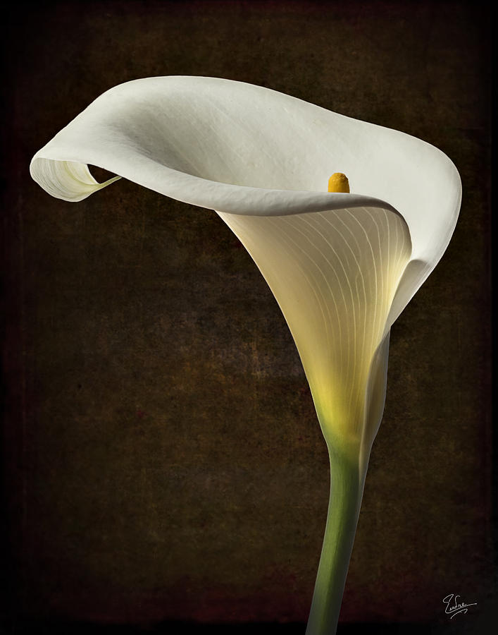 Calla Lily 2 Photograph by Endre Balogh