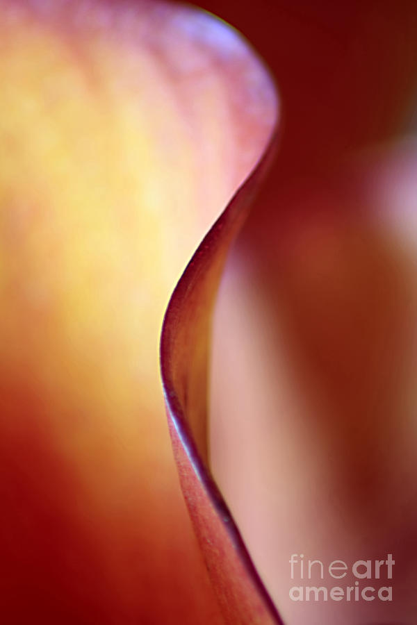 Abstract Photograph - Calla Lily Abstract by Darren Fisher