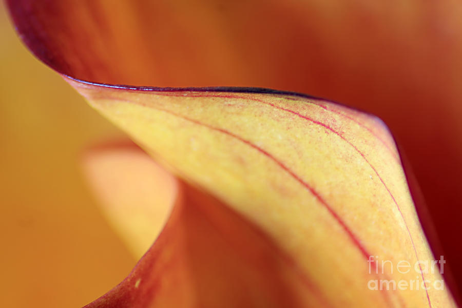 Abstract Photograph - Calla Lily Abstract II by Darren Fisher