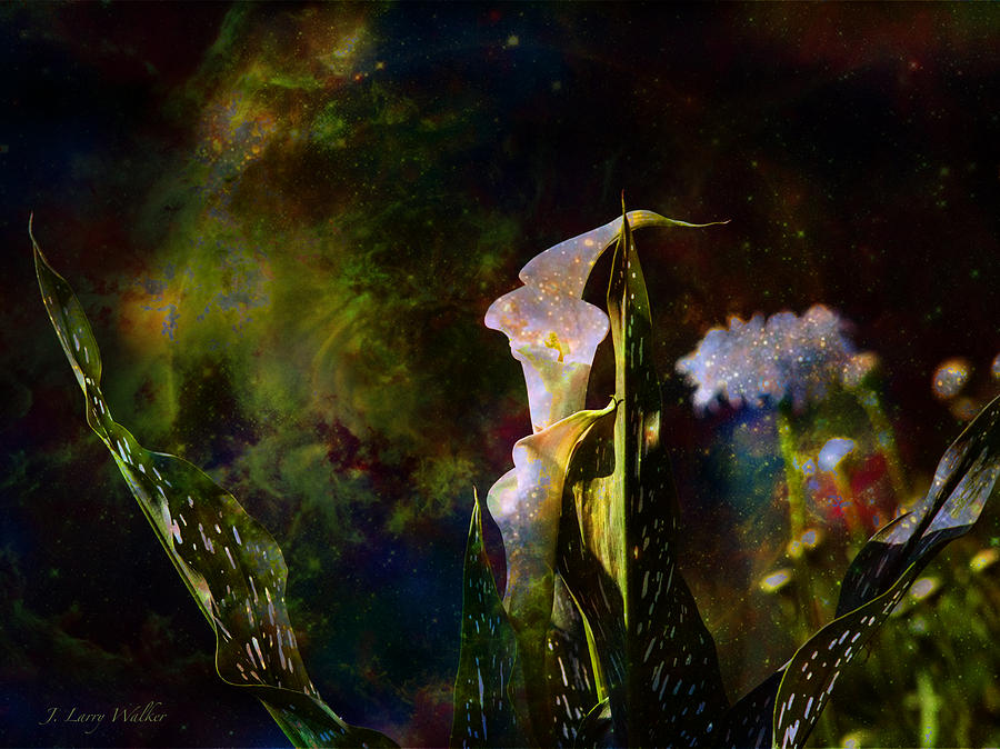 Calla Lily Abstract Digital Art by J Larry Walker