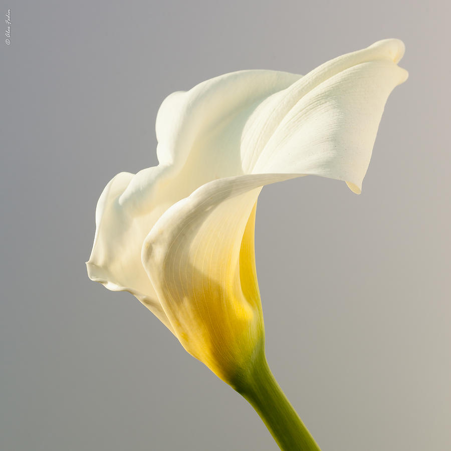 Calla Lily Photograph by Alexander Fedin