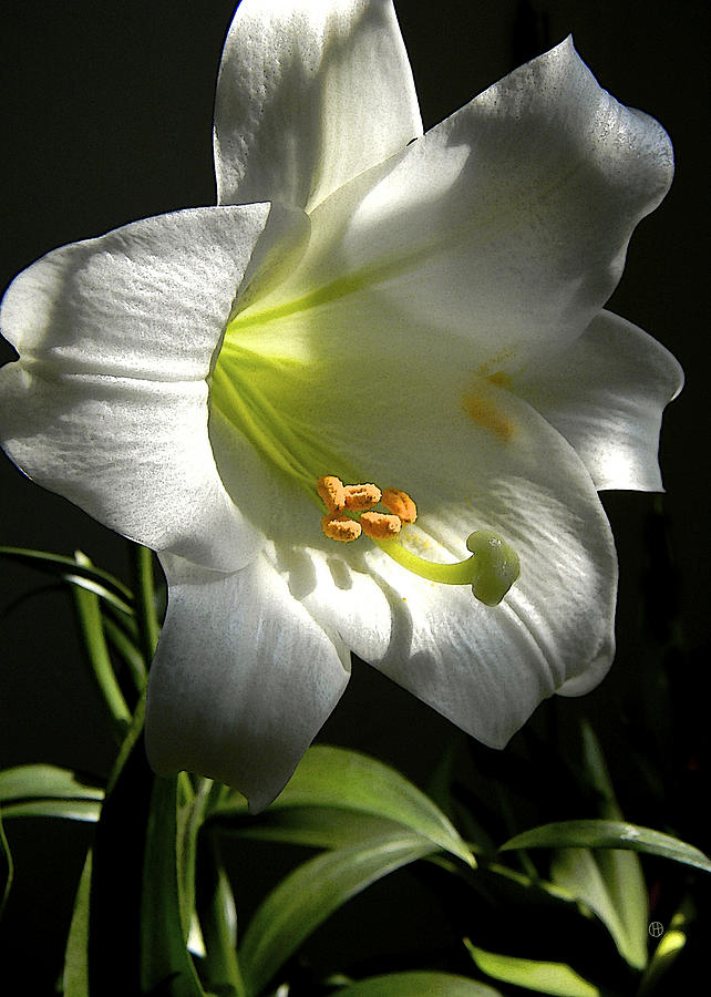 Easter Lily Alone Photograph by Gary Olsen-Hasek
