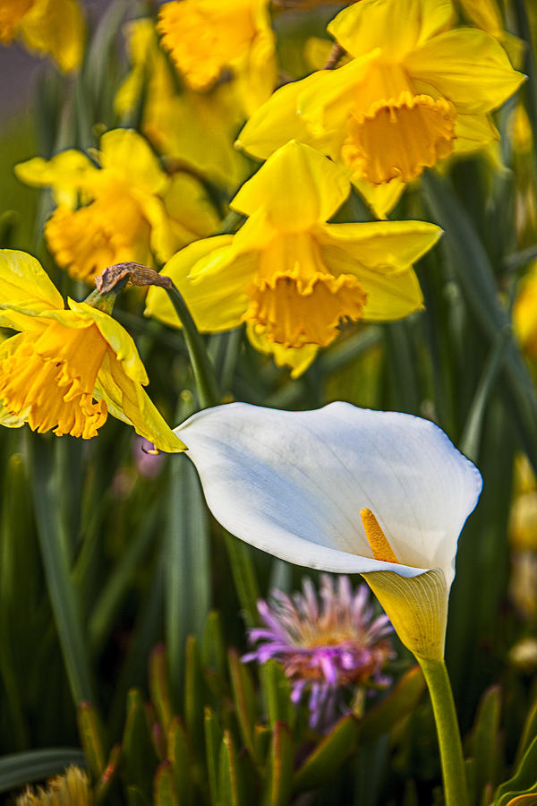 Calla lily and doffodils Photograph by Garry Gay