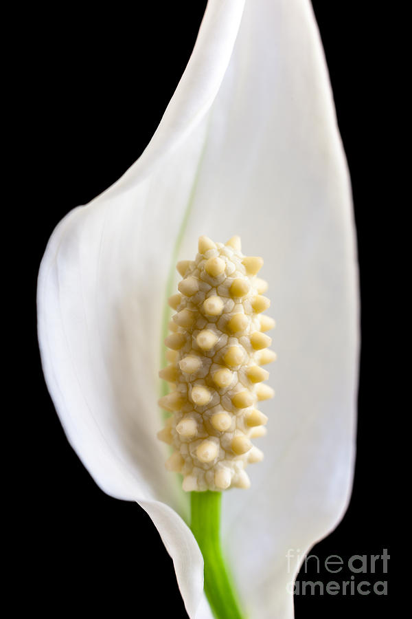 Calla Lily Photograph by Andy Myatt