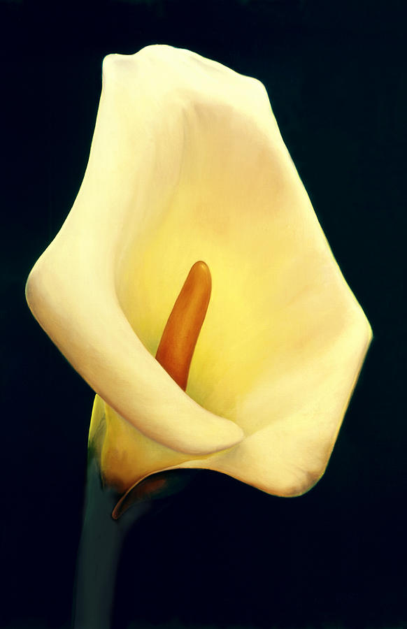 Calla Lilly Painting - Calla Lily by Anni Adkins Calla Lilly Painting - Calla Lily by Anni Adkins