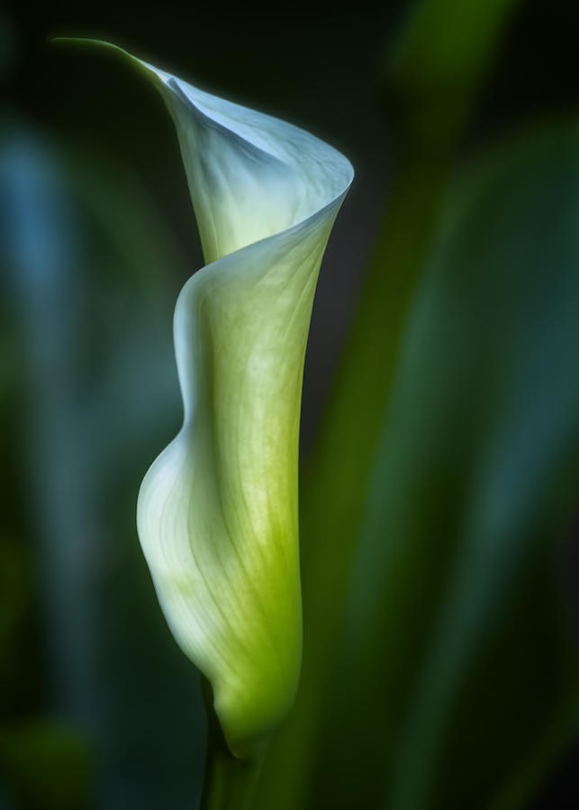 Lily Photograph - Calla Lily by Belinda Greb
