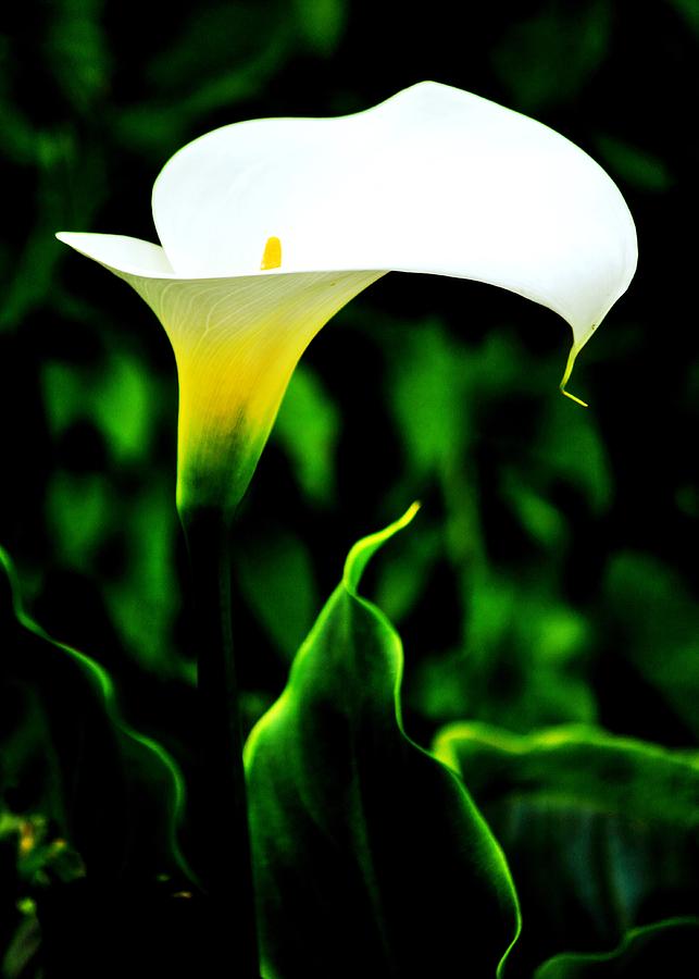 Flower Photograph - Calla Lily by Benjamin Yeager