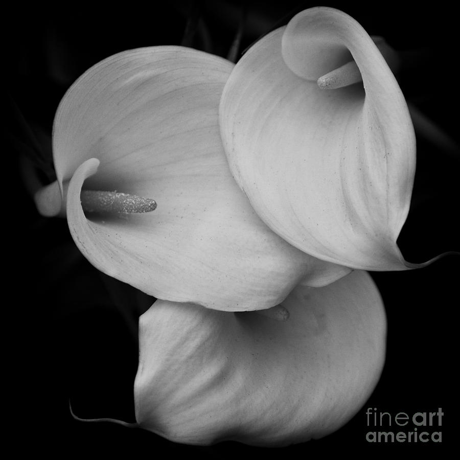 Calla Lily Photograph by Carrie Cranwill