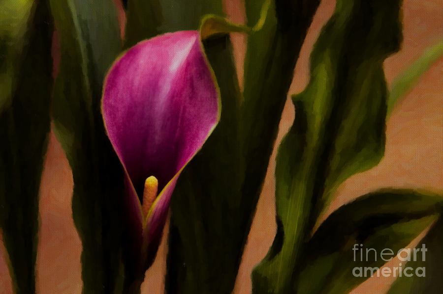 Calla Lily Painting by Chris Youngblood - Fine Art America