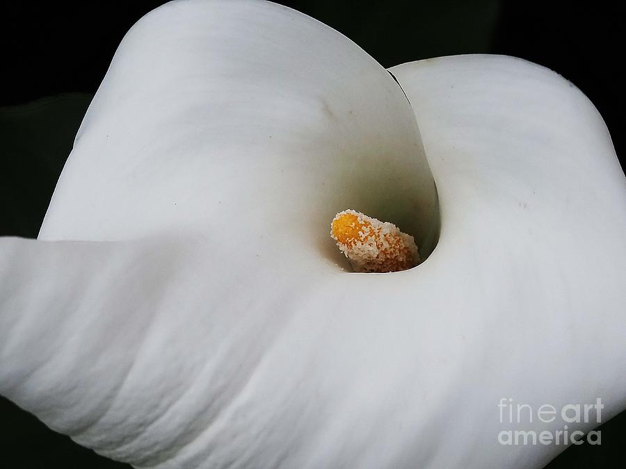 Calla Lily Photograph by Cindy Manero