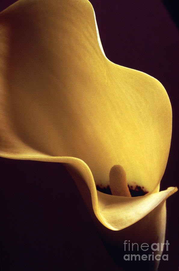Nature Photograph - Calla Lily close up by Liz Leyden